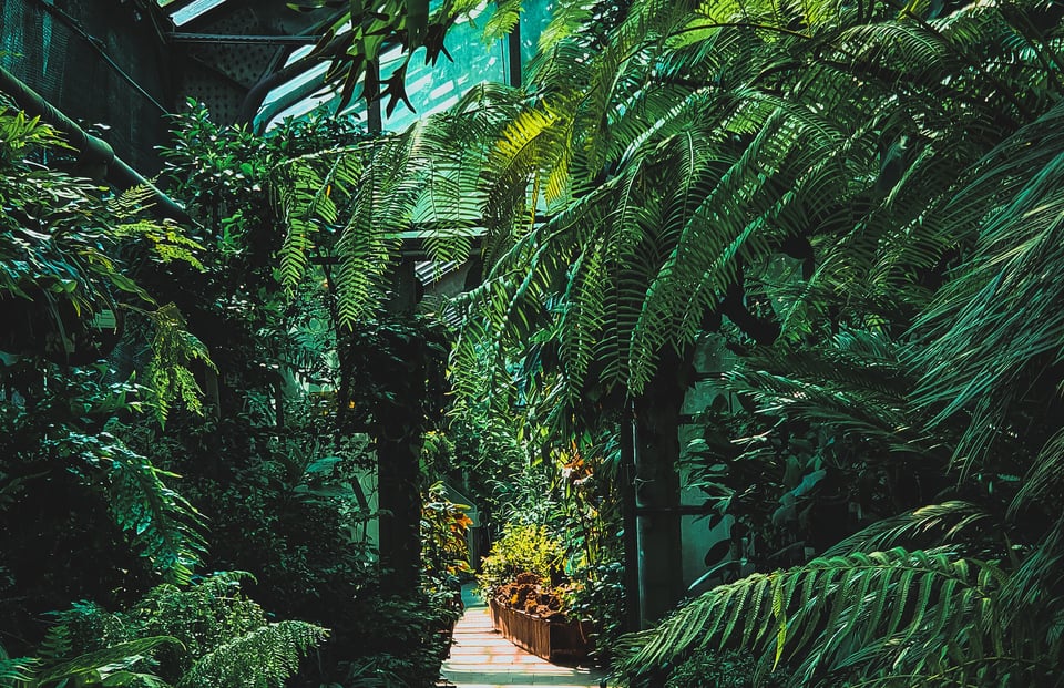 ogród botaniczny UJ